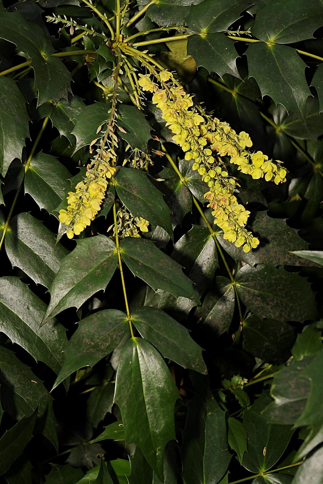 Charity mahonia