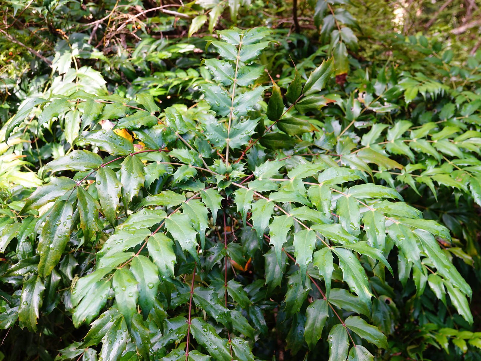Charity mahonia