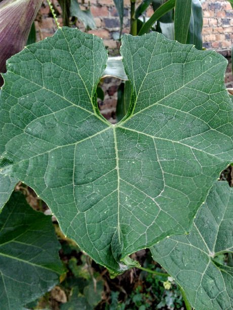 Chayote