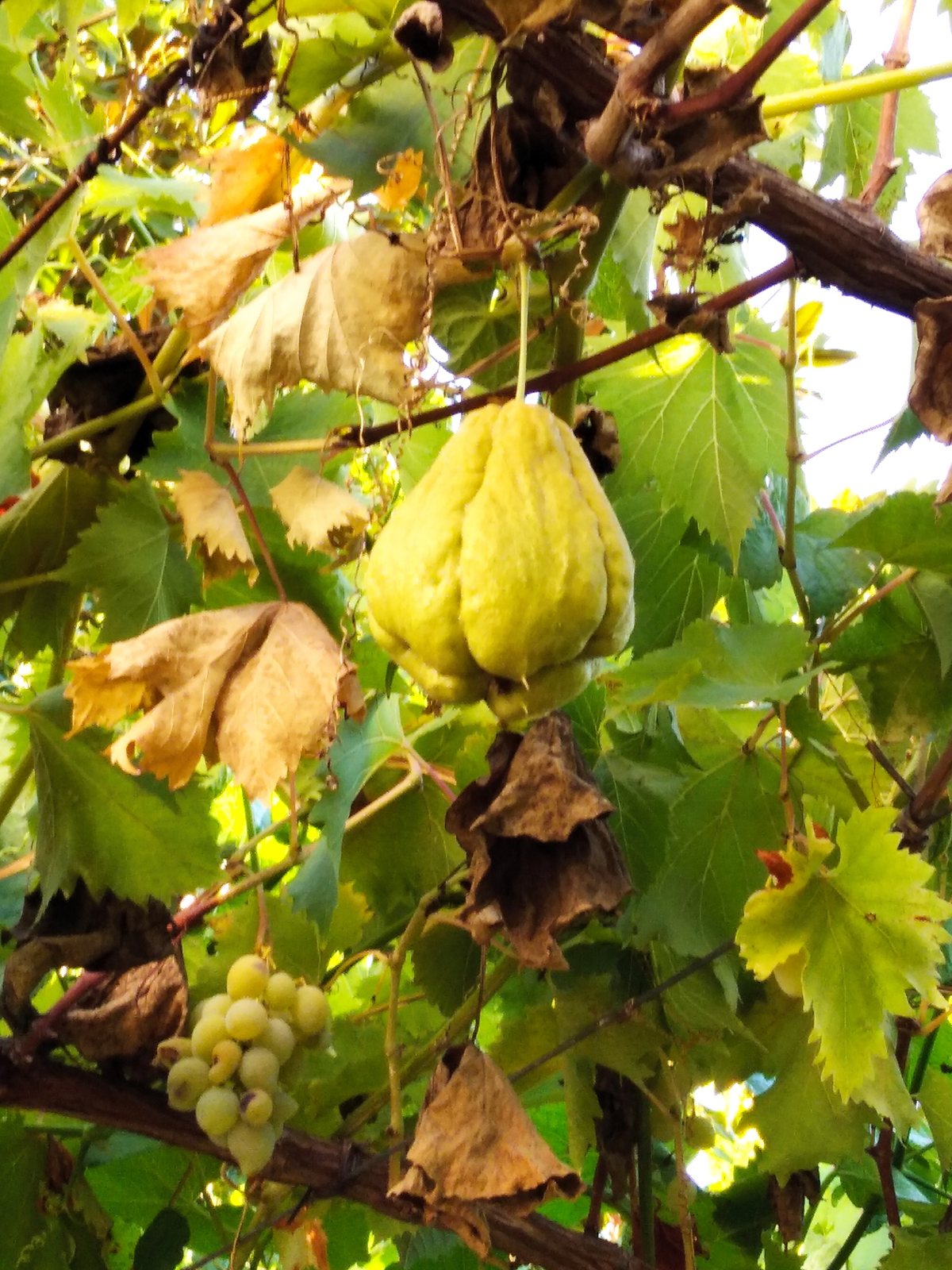 Chayote
