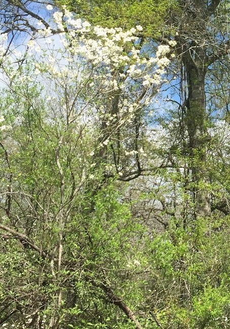 Cherokee Chief dogwood