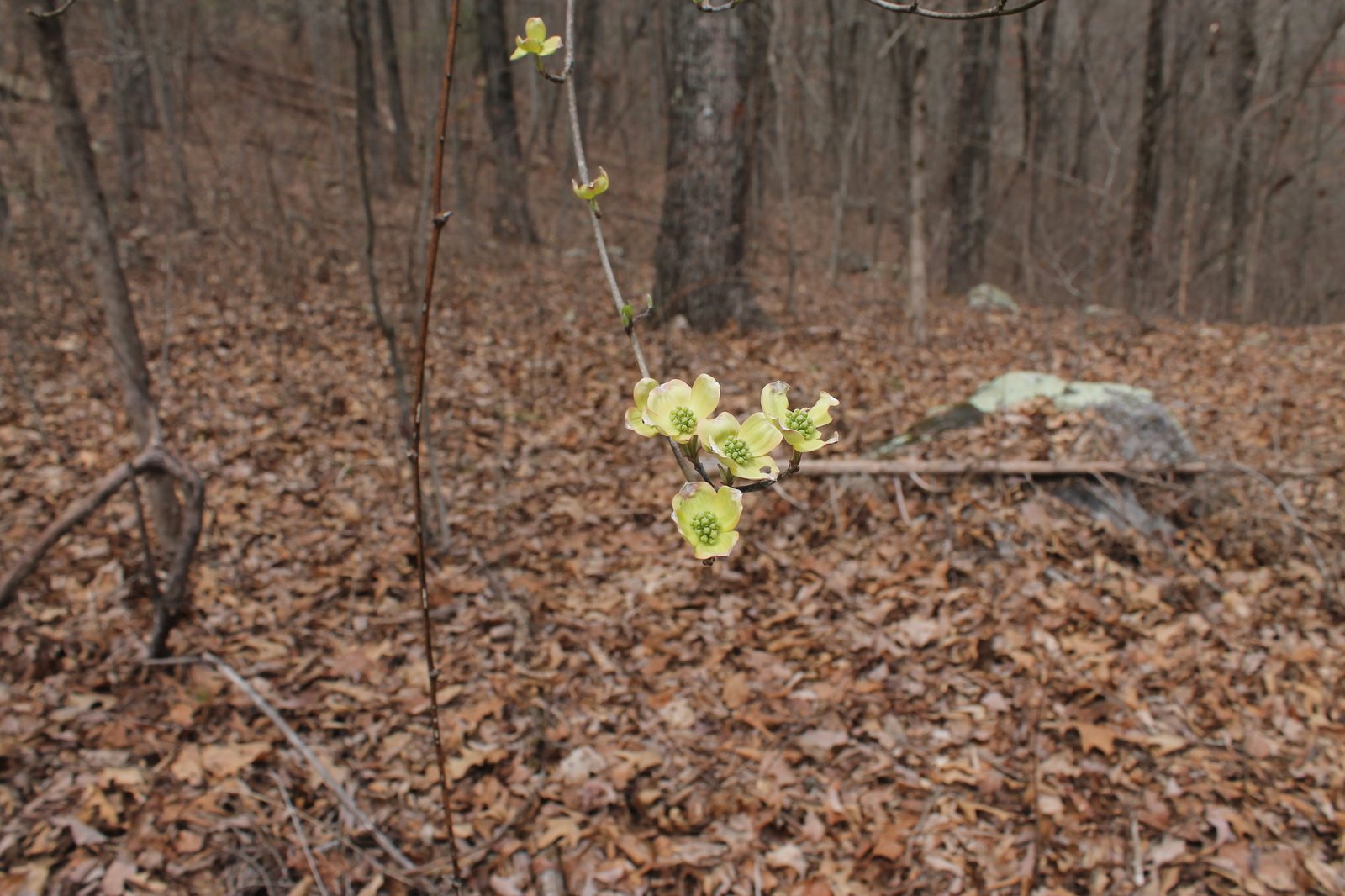 Cherokee Chief dogwood