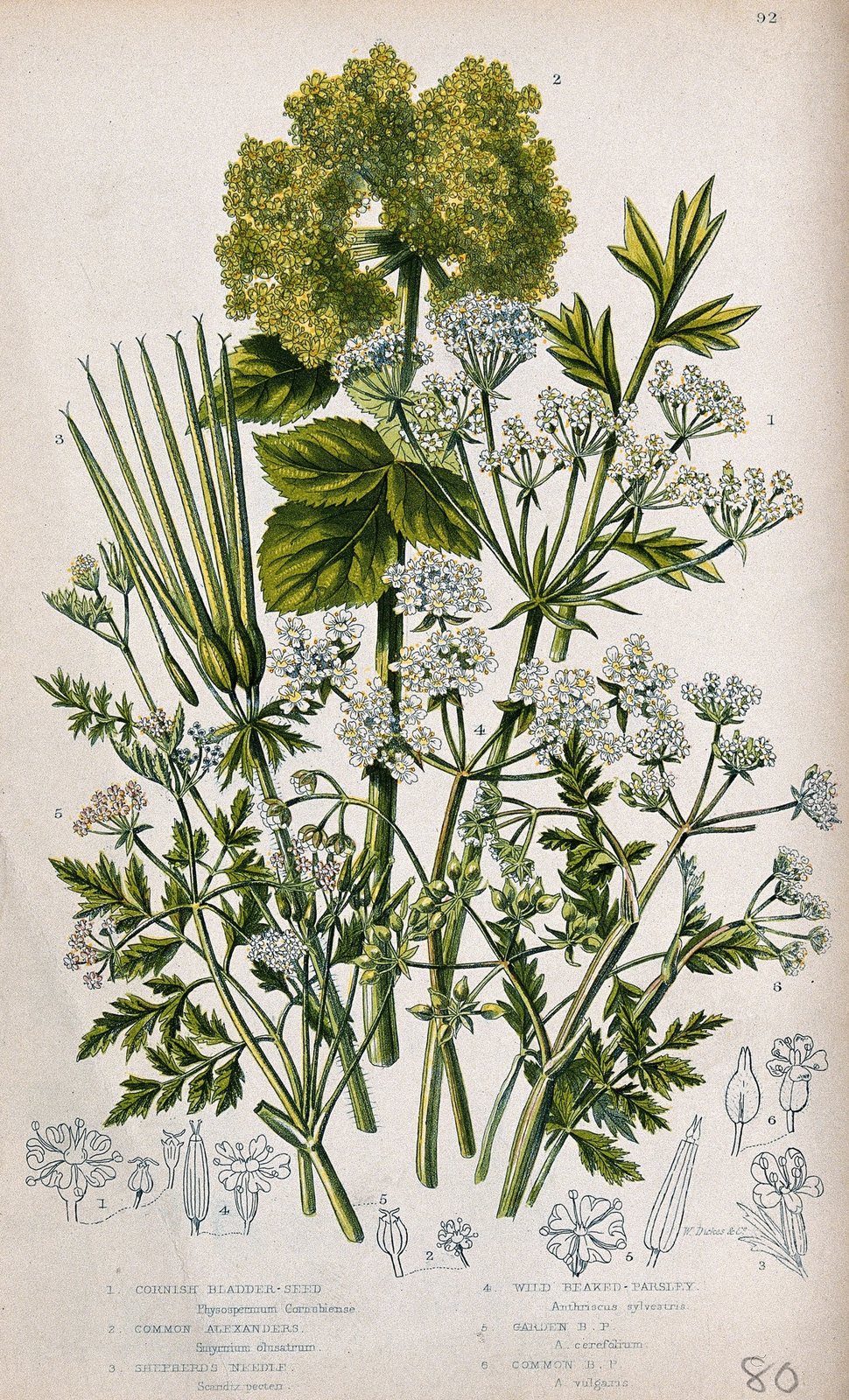 Chervil