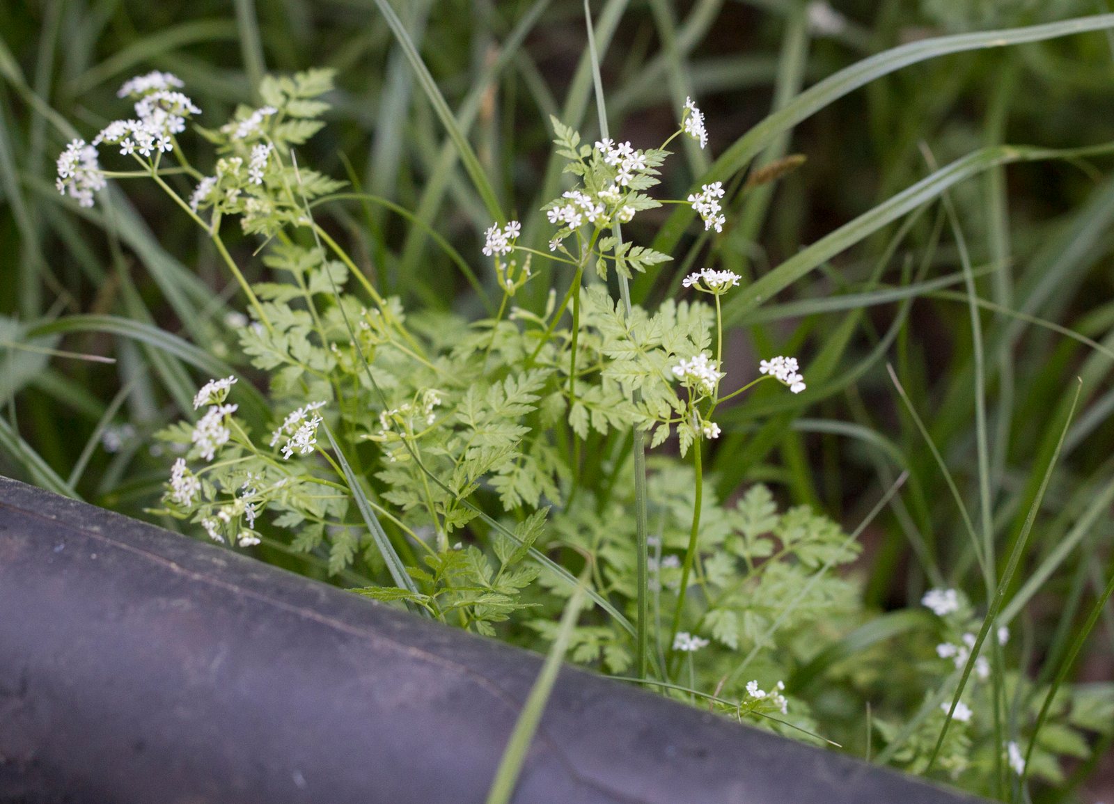 Chervil