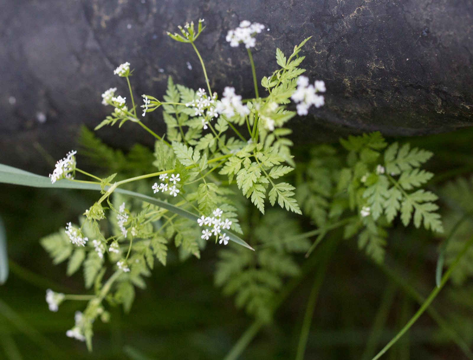 Chervil