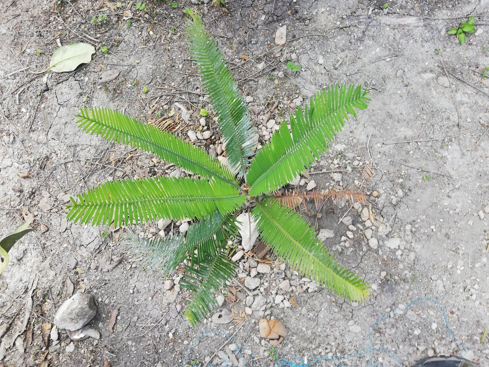 Chestnut dioon