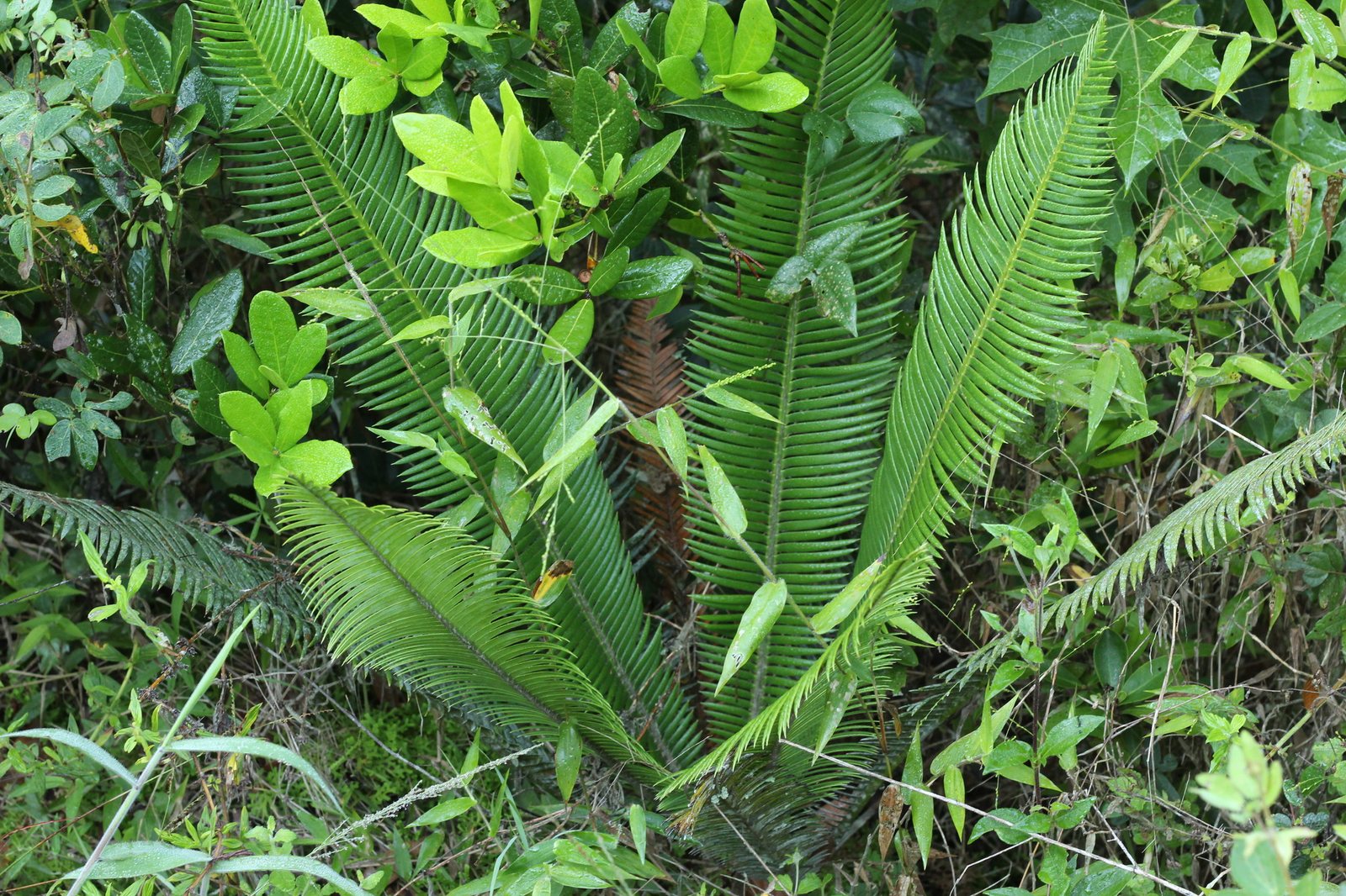 Chestnut dioon