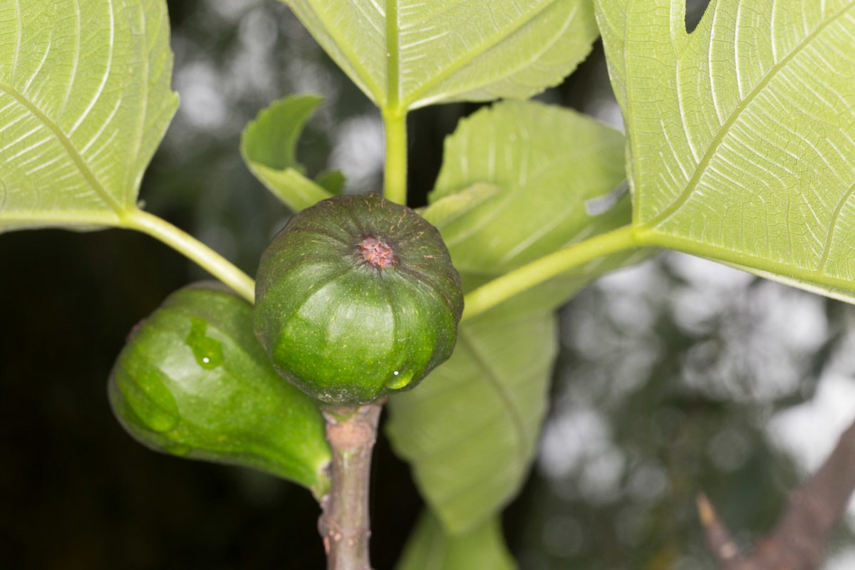 Chicago Hardy fig
