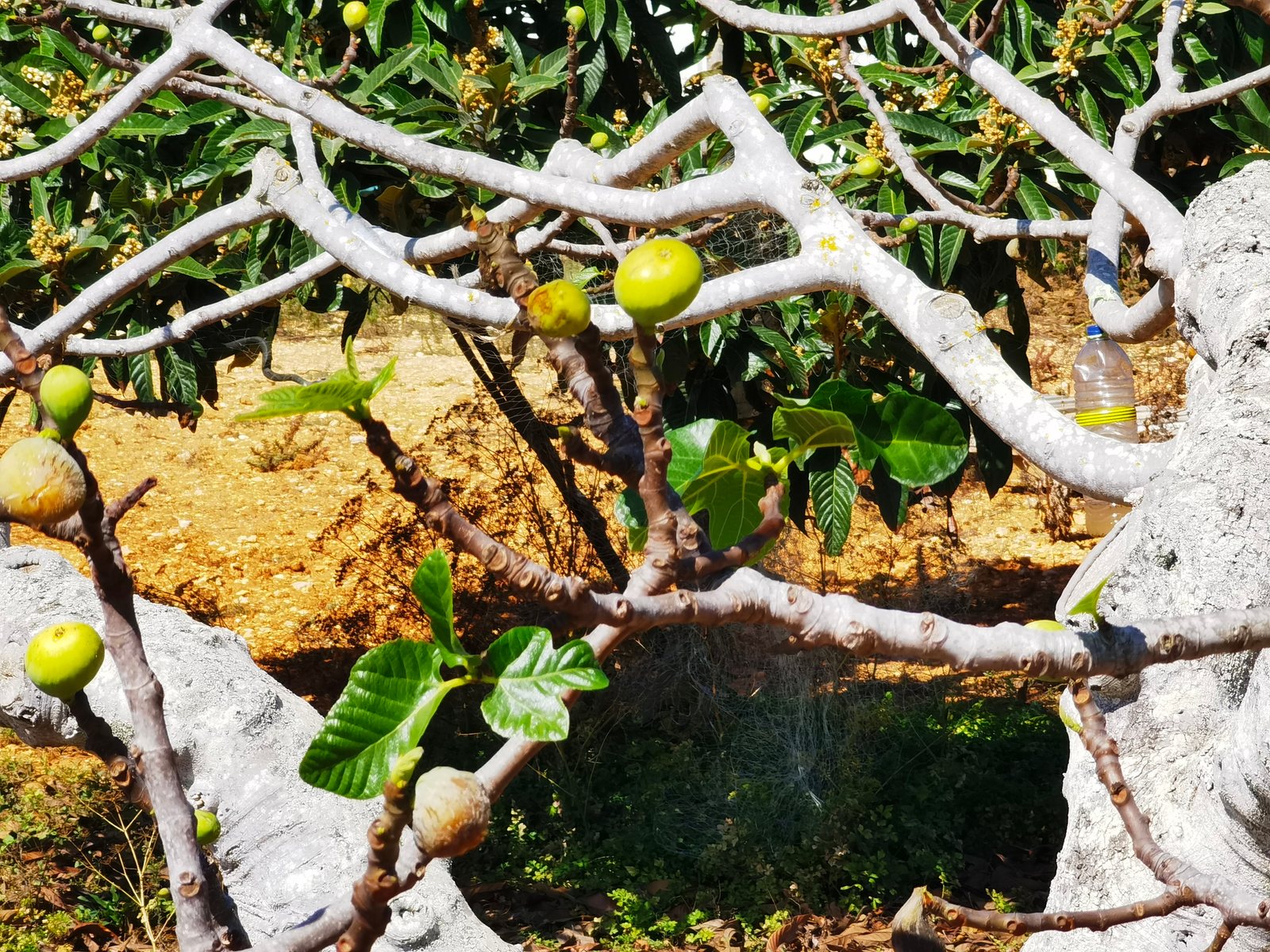 Chicago Hardy fig