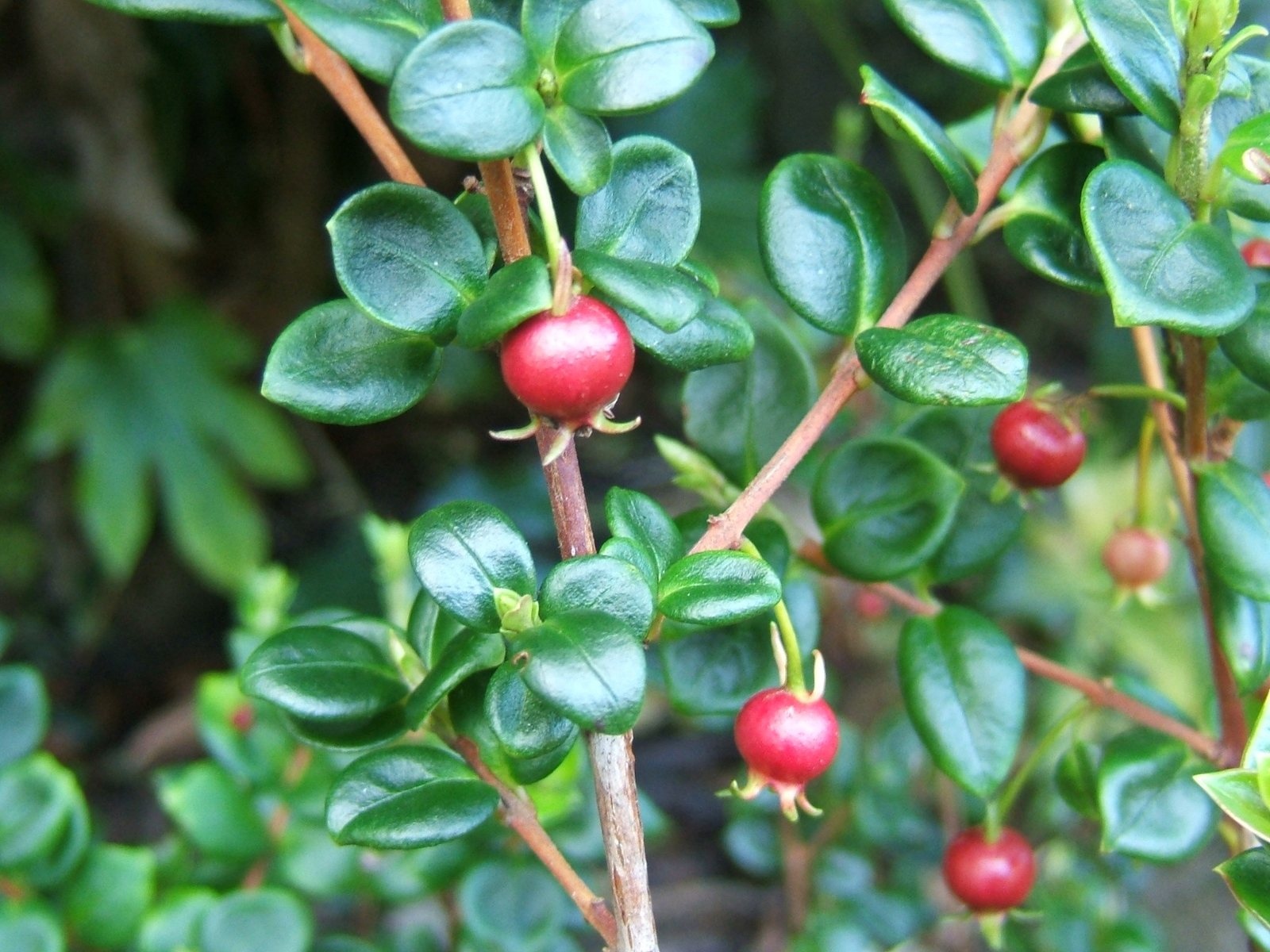 Chilean guava