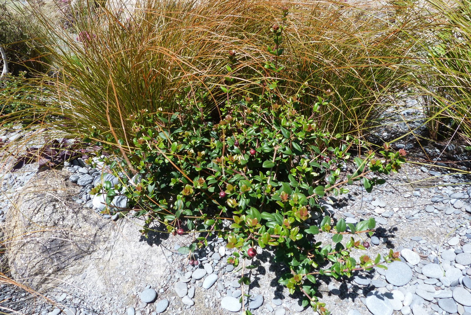Chilean guava