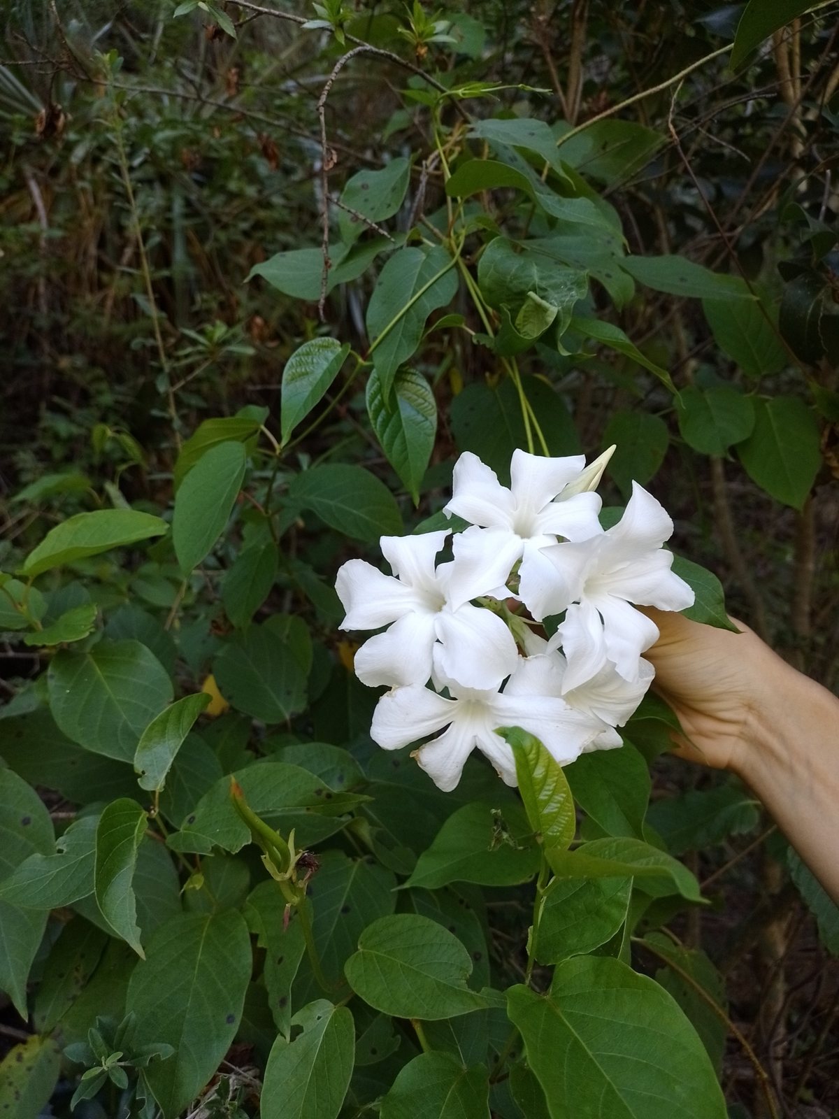 Chilean jasmine