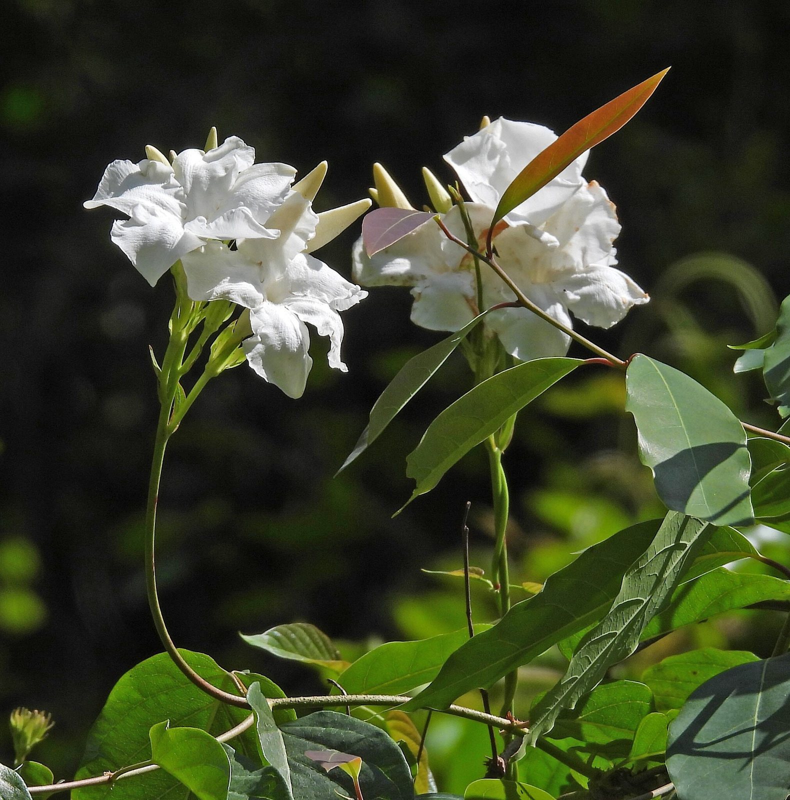 Chilean jasmine