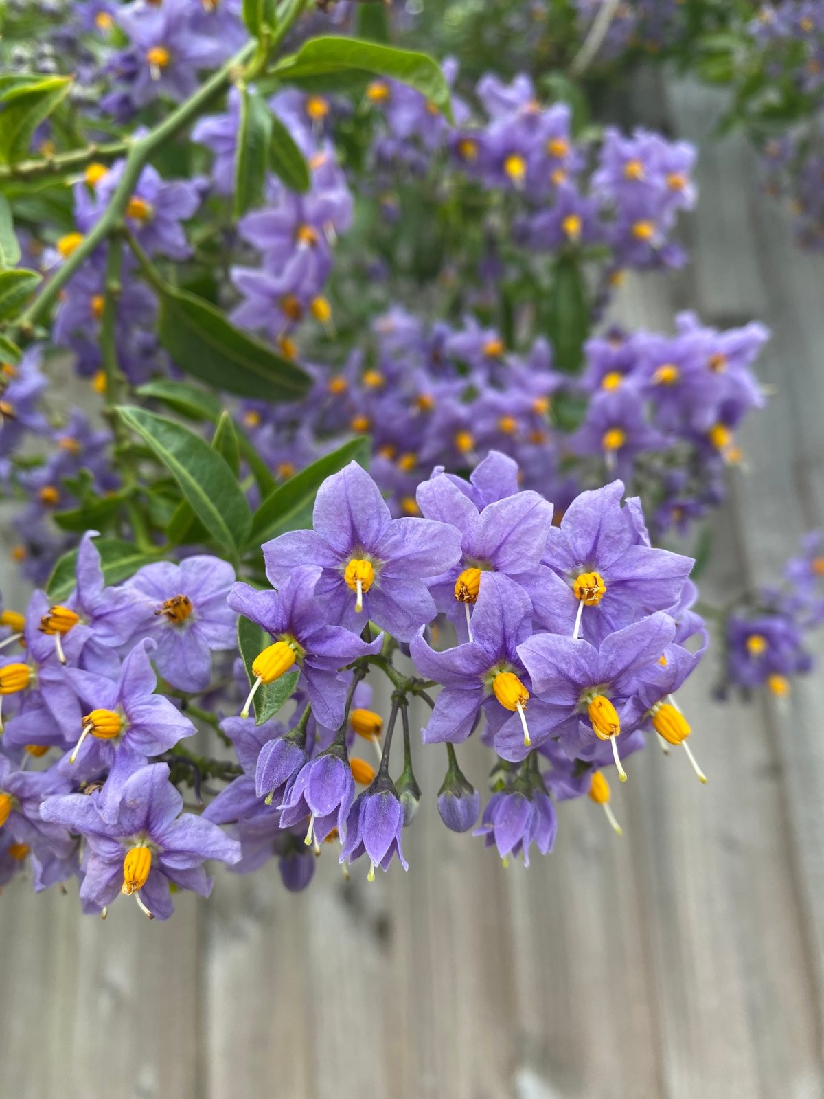 Chilean potato vine 'Glasnevin'