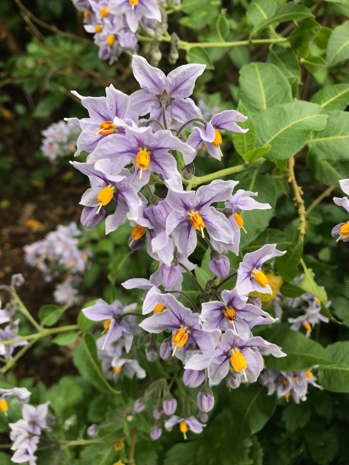Chilean potato vine 'Glasnevin'