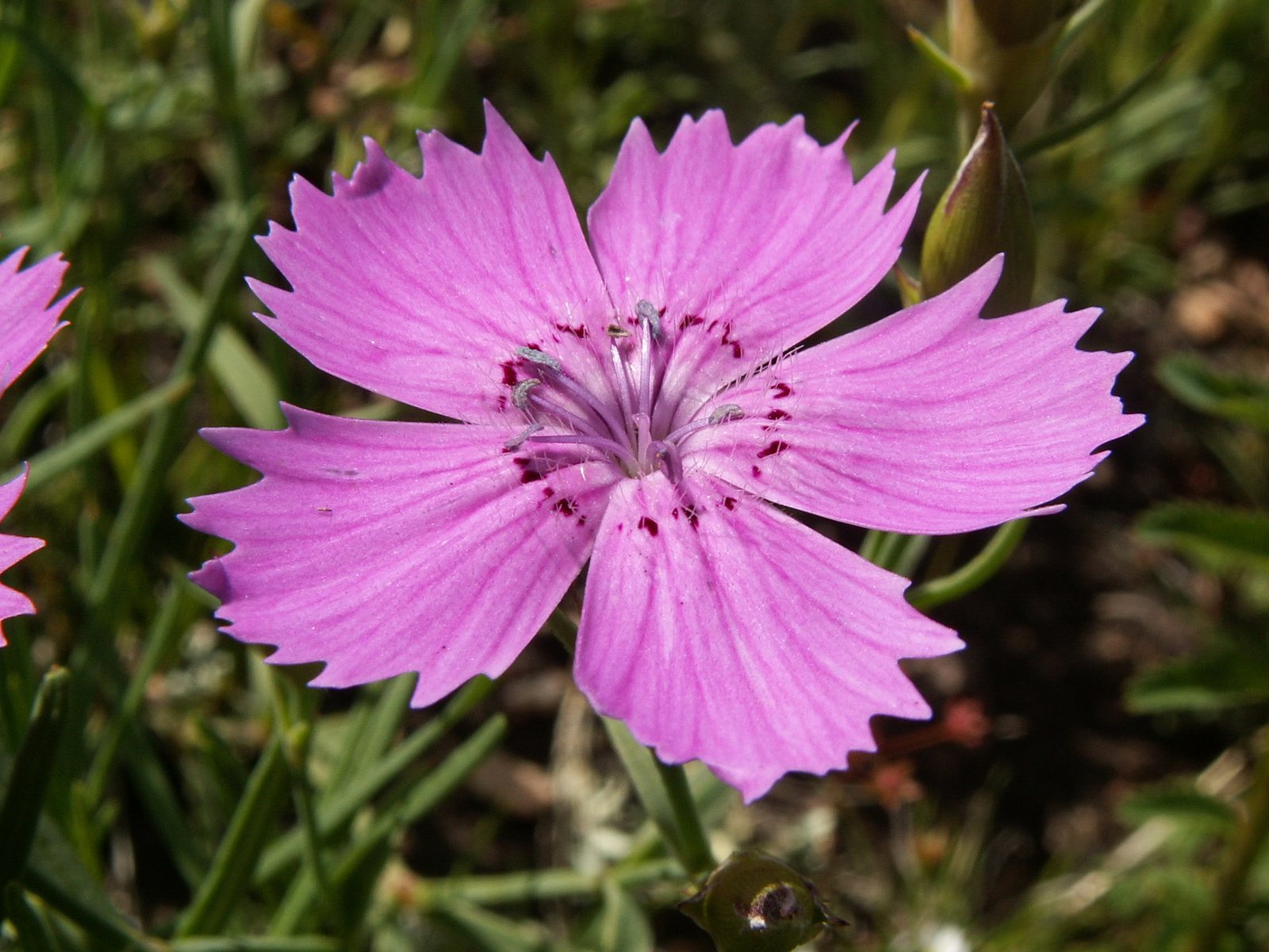 China pink
