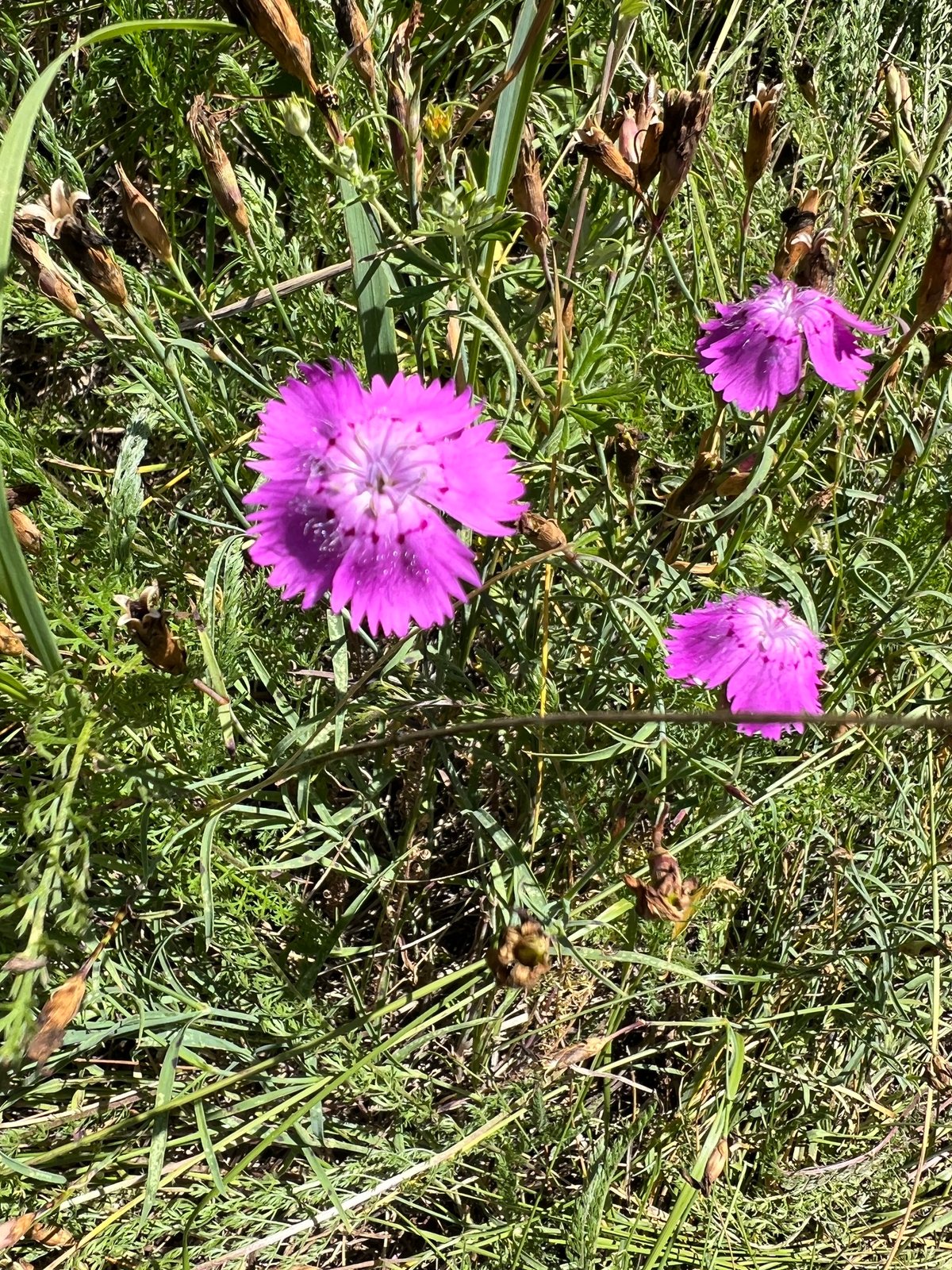 China pink