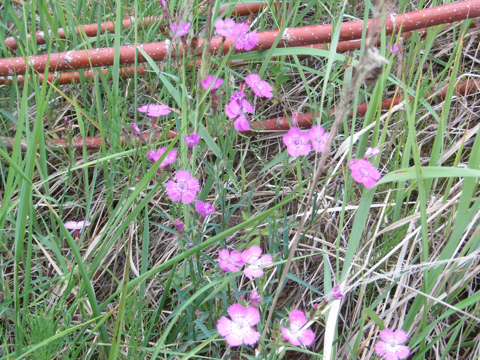 China pink