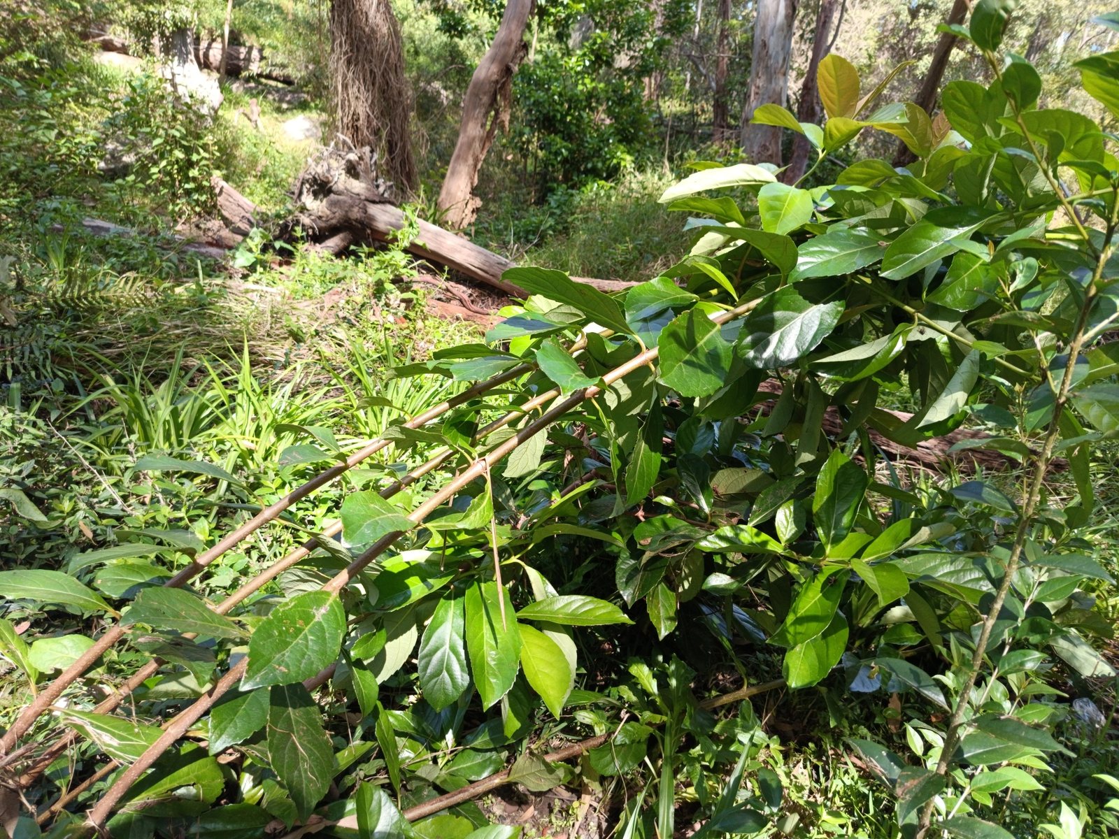 Chindo viburnum