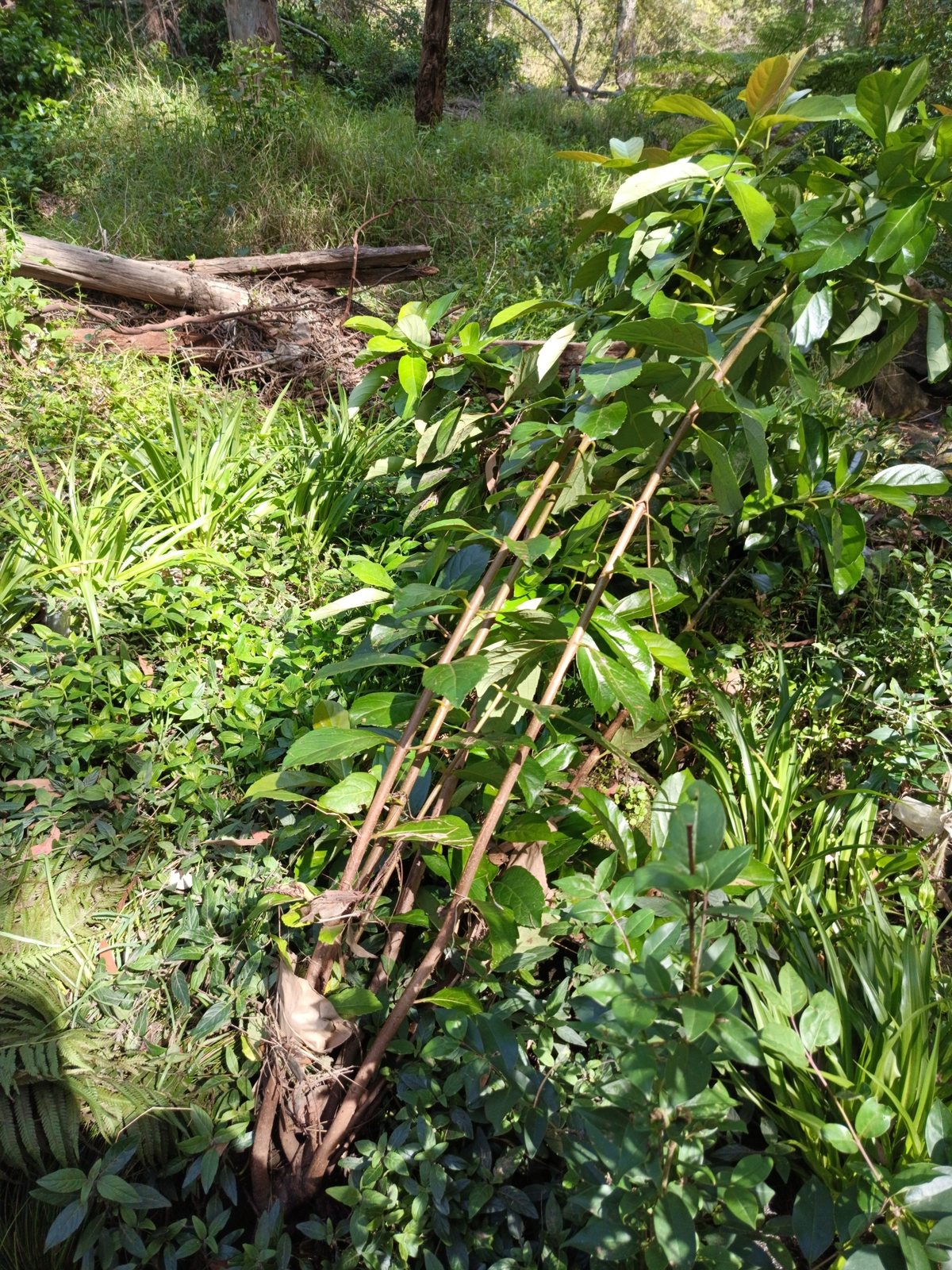 Chindo viburnum