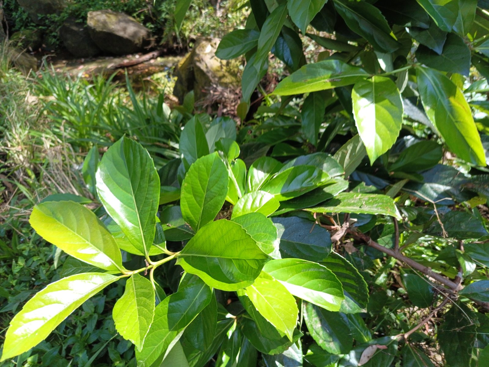 Chindo viburnum