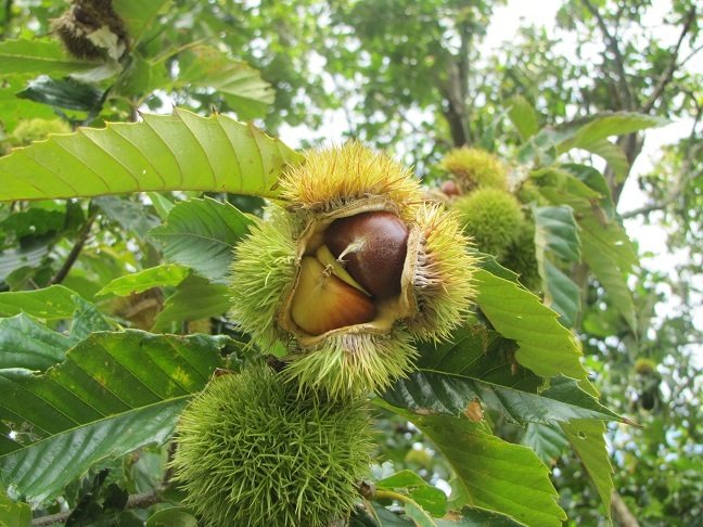 Chinese chestnut