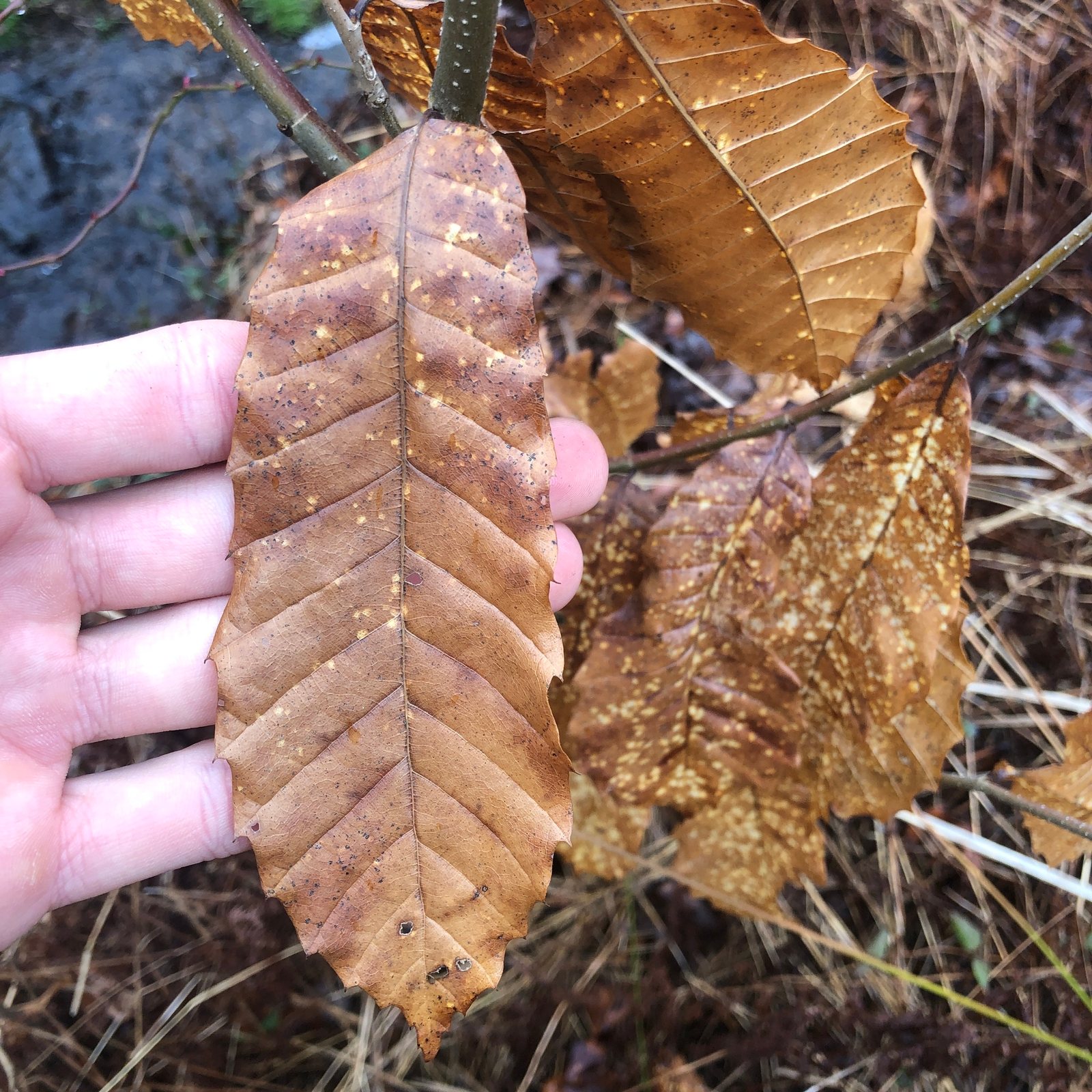 Chinese chestnut