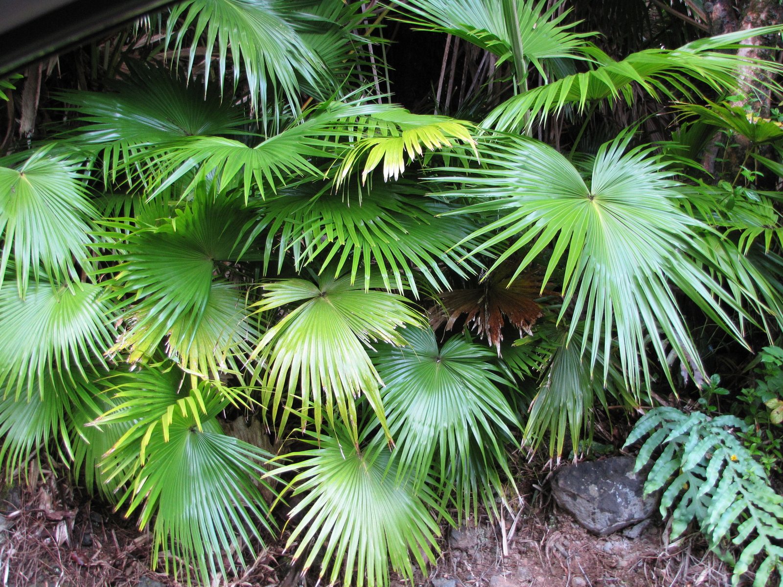 Chinese fan palm