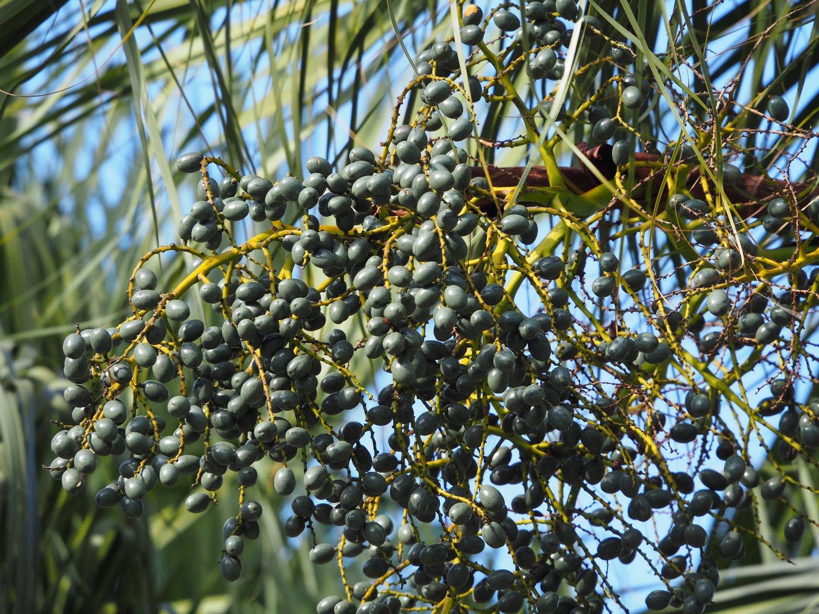 Chinese fan palm