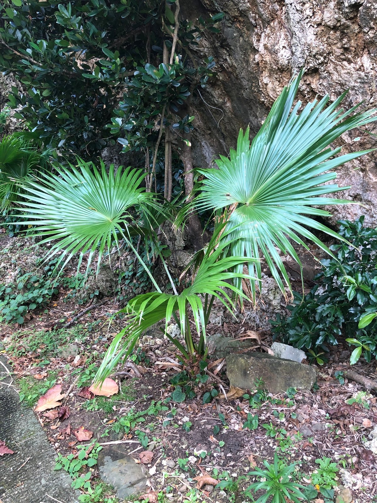 Chinese fan palm