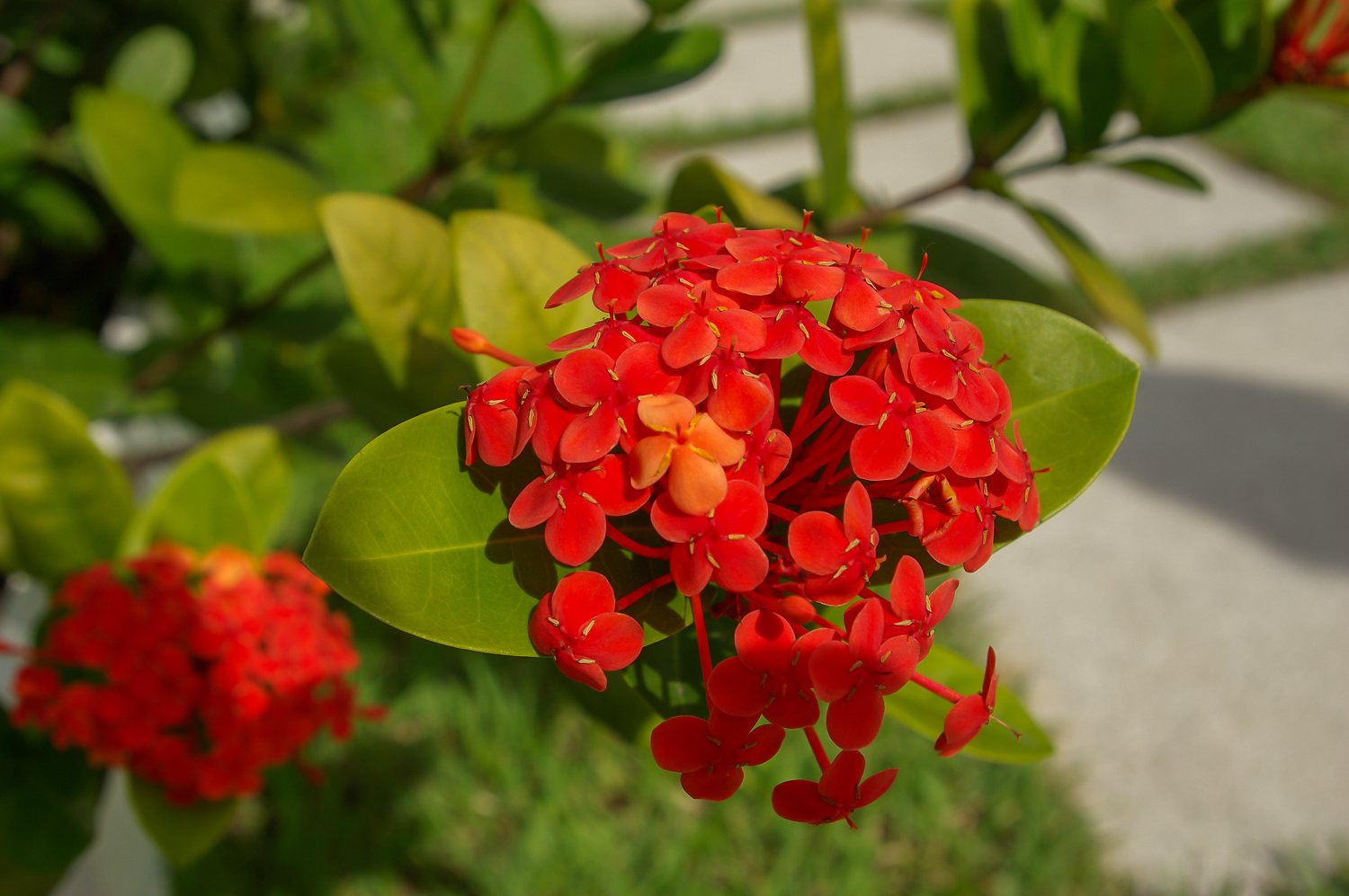 Chinese ixora