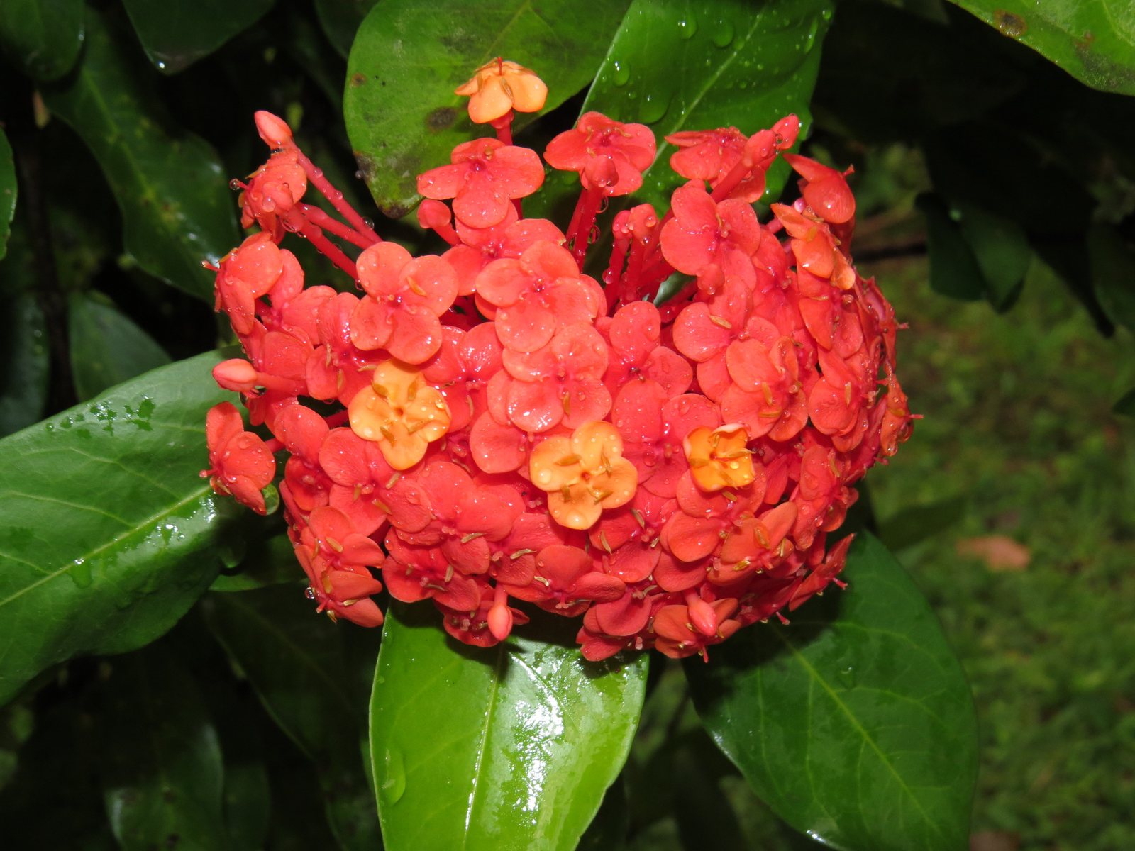 Chinese ixora