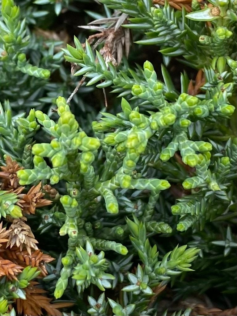 Chinese juniper
