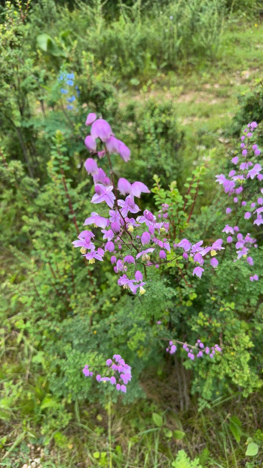 Chinese meadow rue