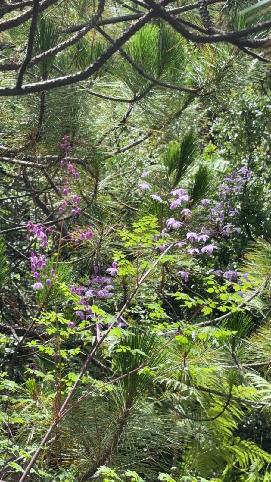 Chinese meadow rue
