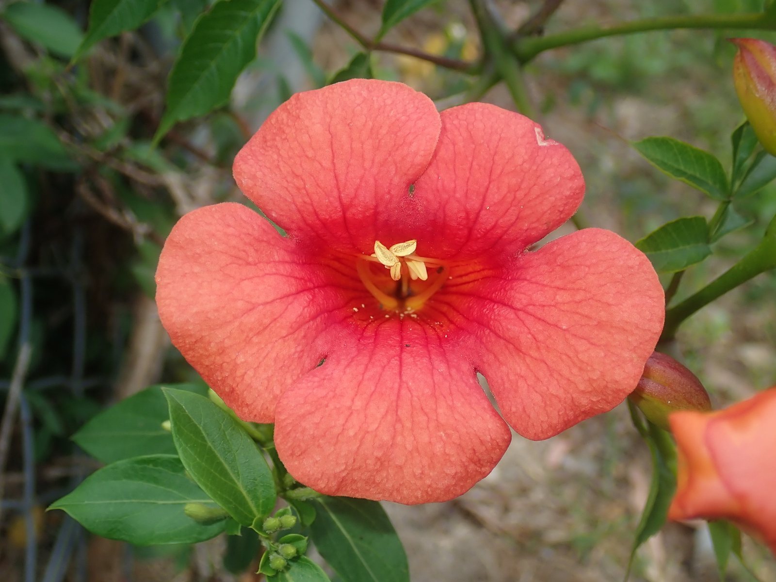 Chinese trumpet vine