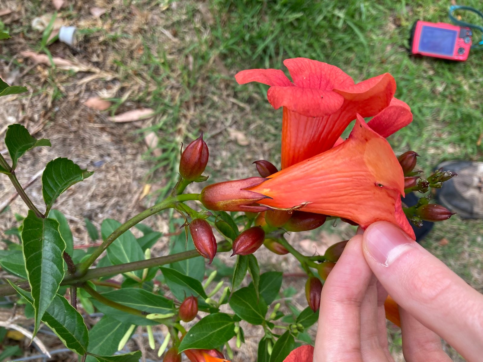 Chinese trumpet vine