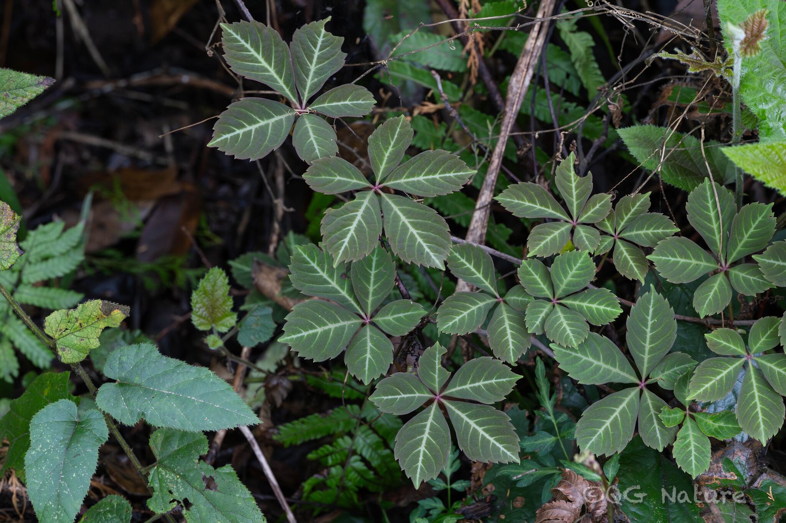 Chinese Virginia creeper