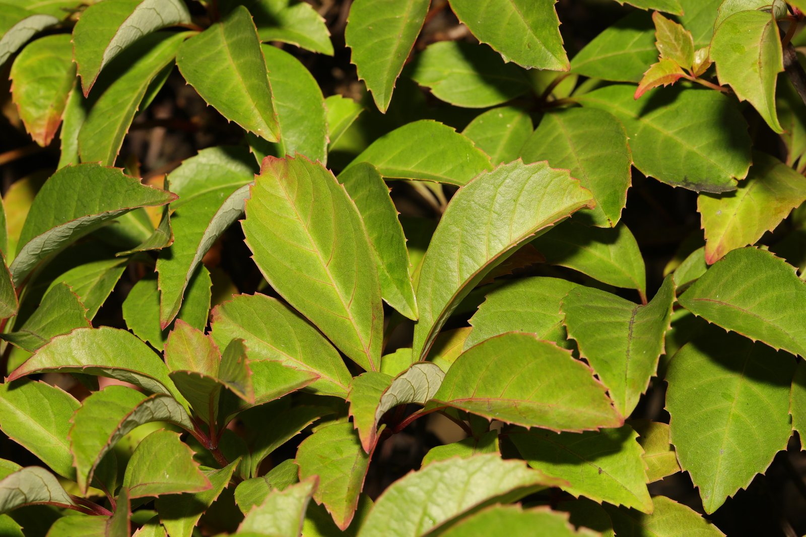 Chinese Virginia creeper