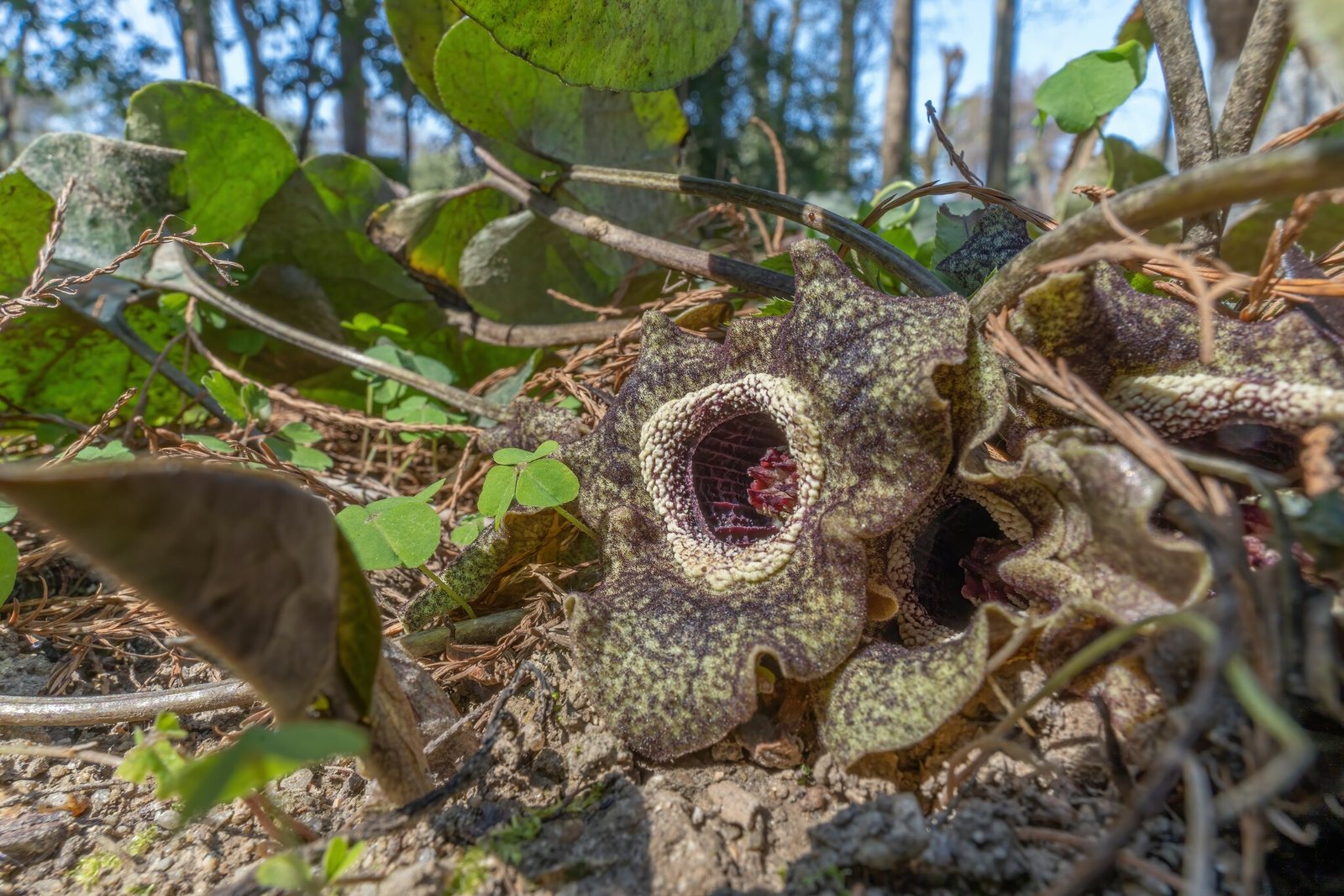 Chinese wild ginger