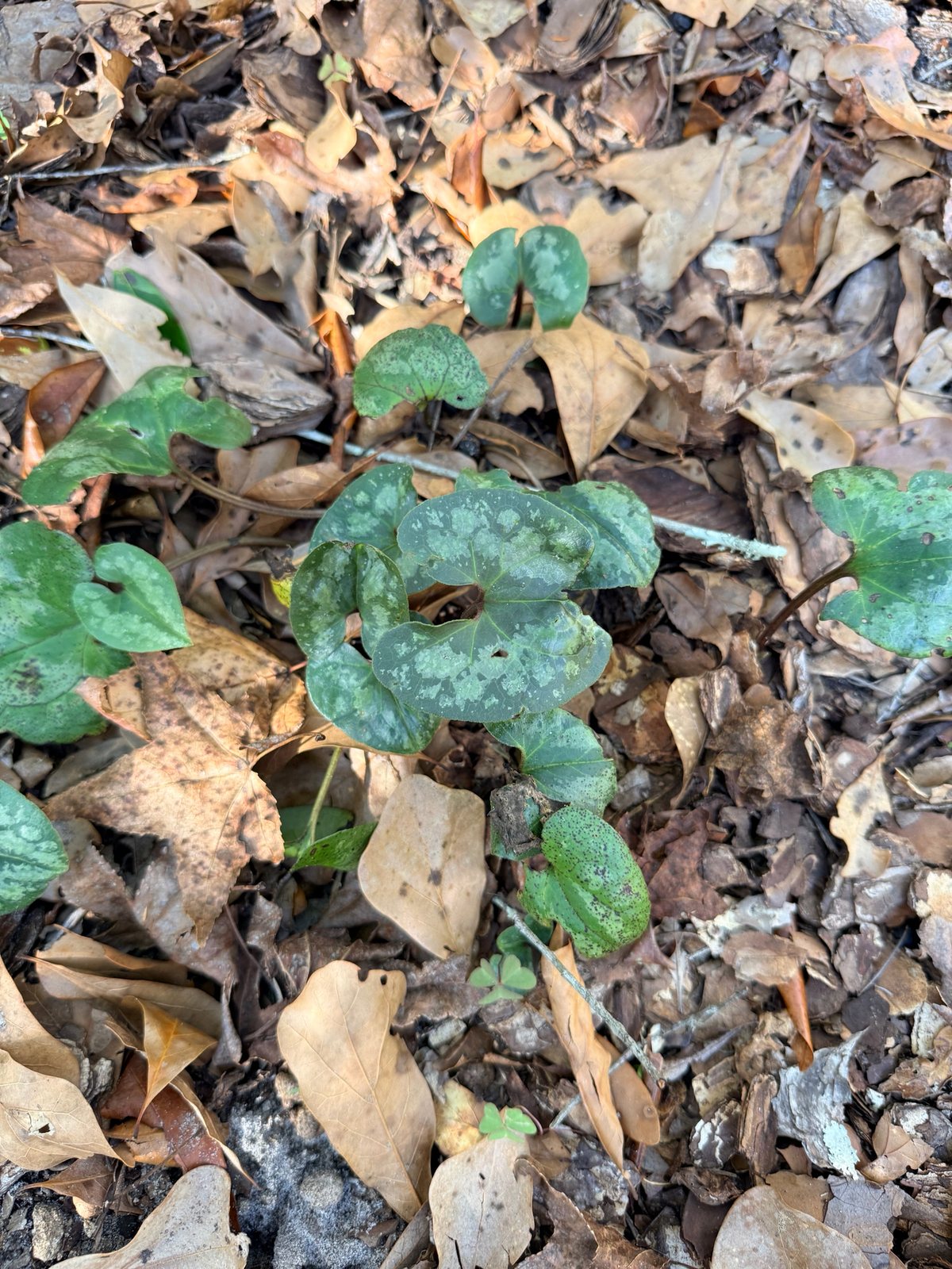 Chinese wild ginger