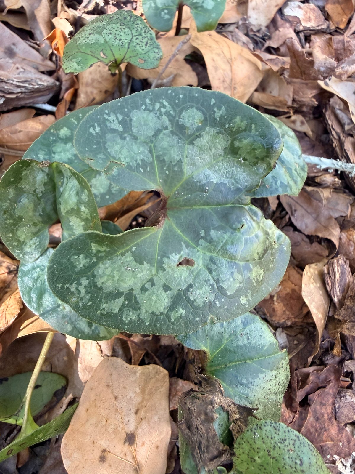 Chinese wild ginger