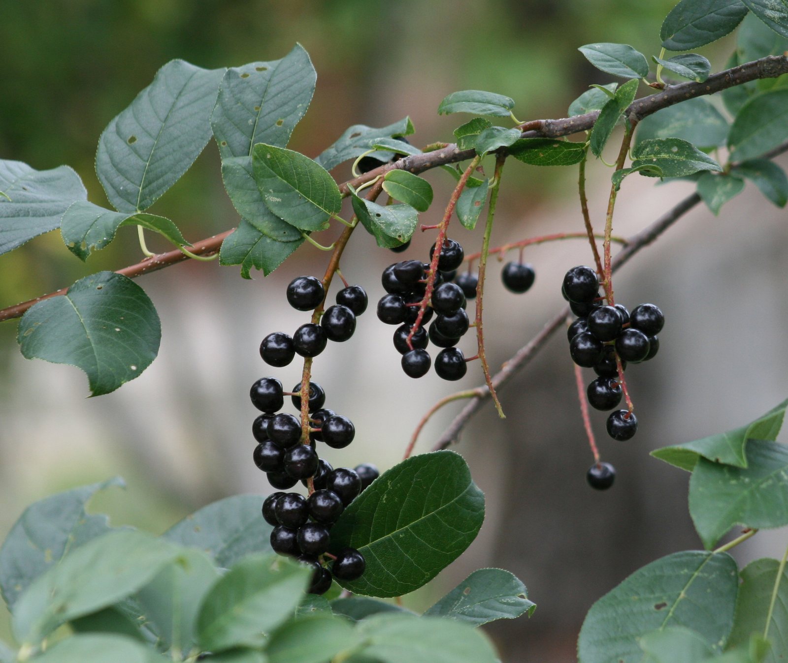 Chokecherry