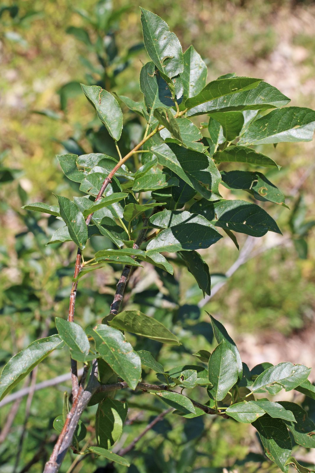 Chokecherry