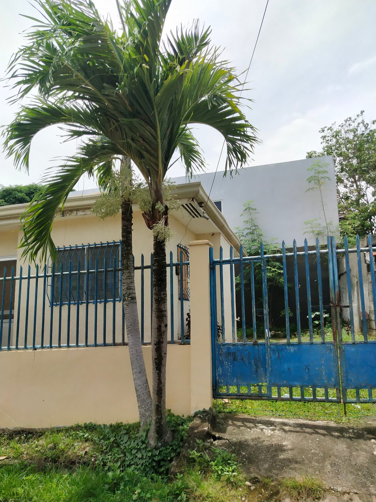 Christmas palm