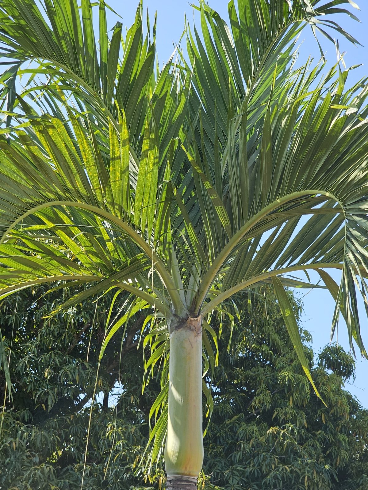 Christmas palm