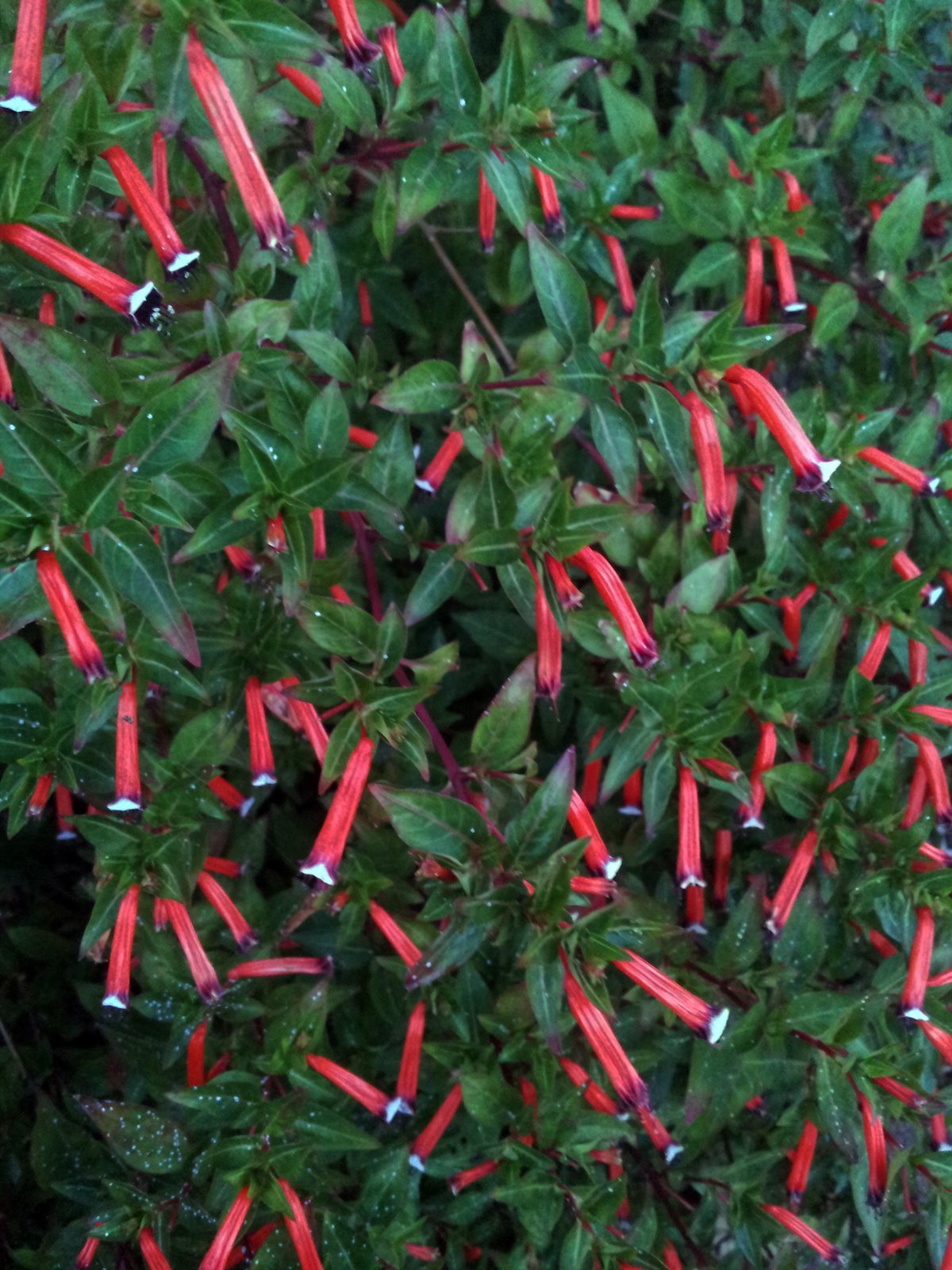 Cigar plant