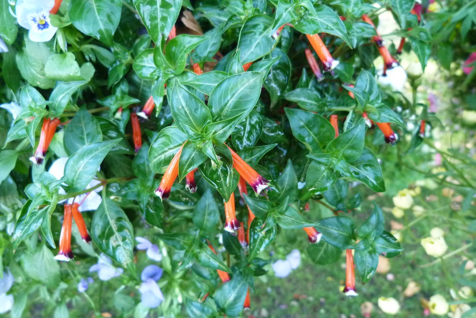 Cigar plant