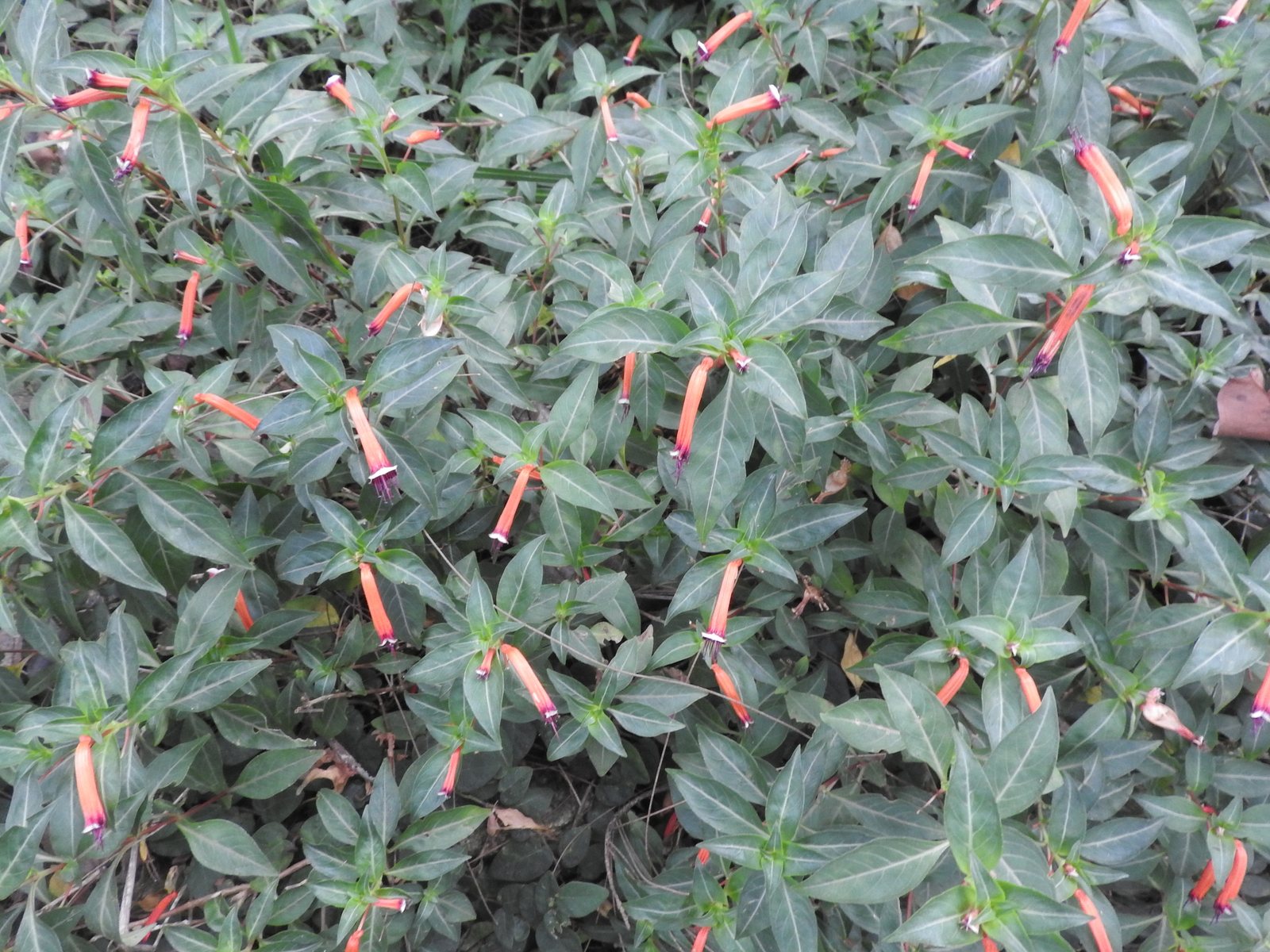 Cigar plant