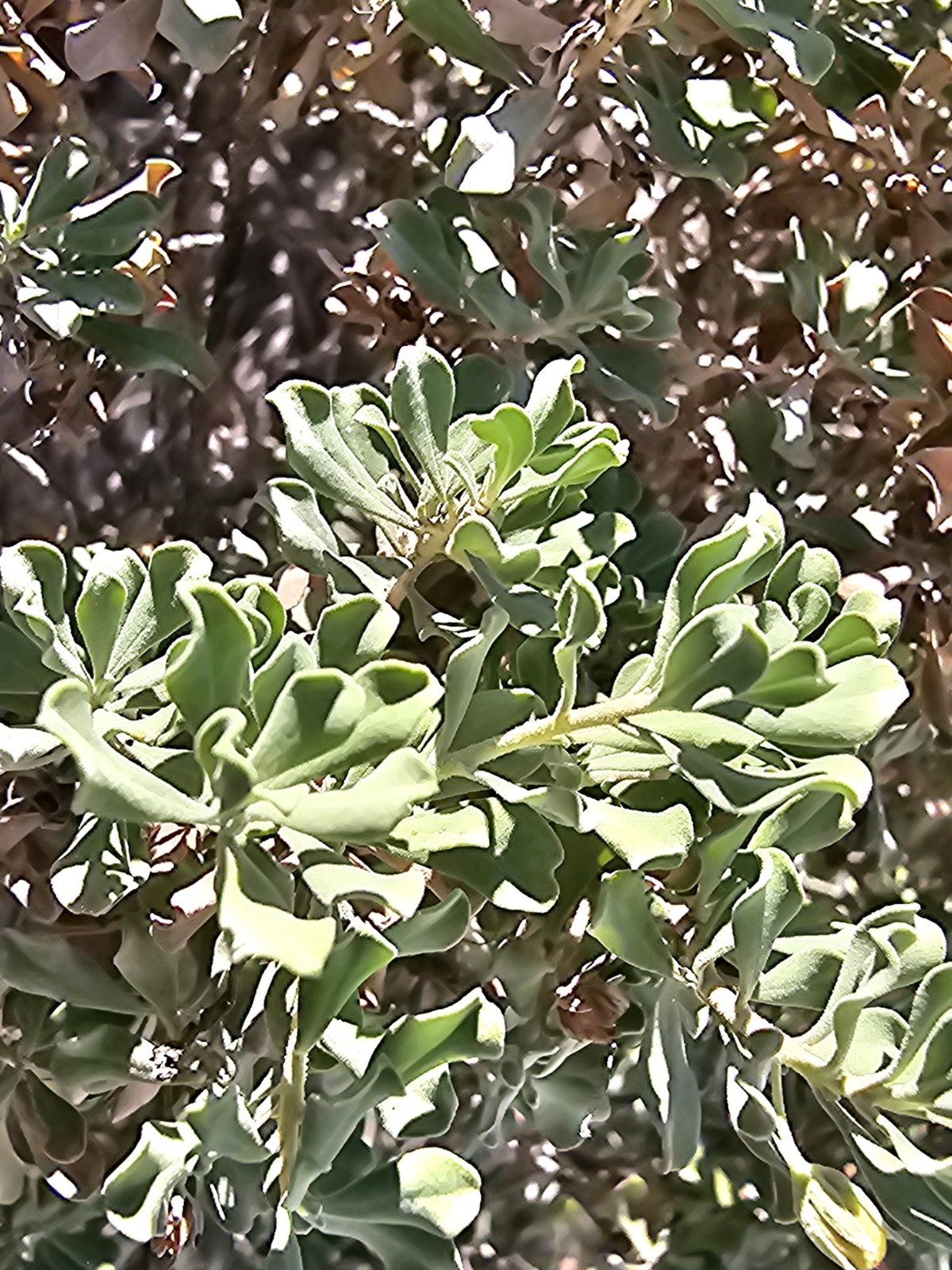Cimarron sage